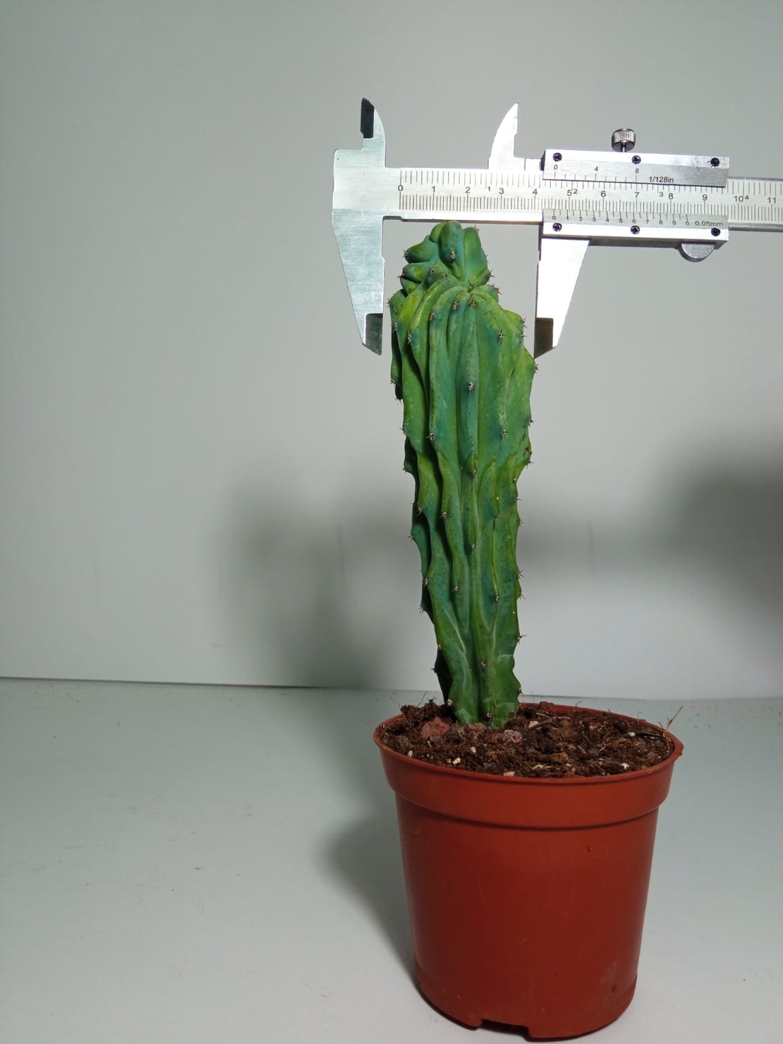 מרטילו קקטוס קריסטטה Myrtillocactus Cristata