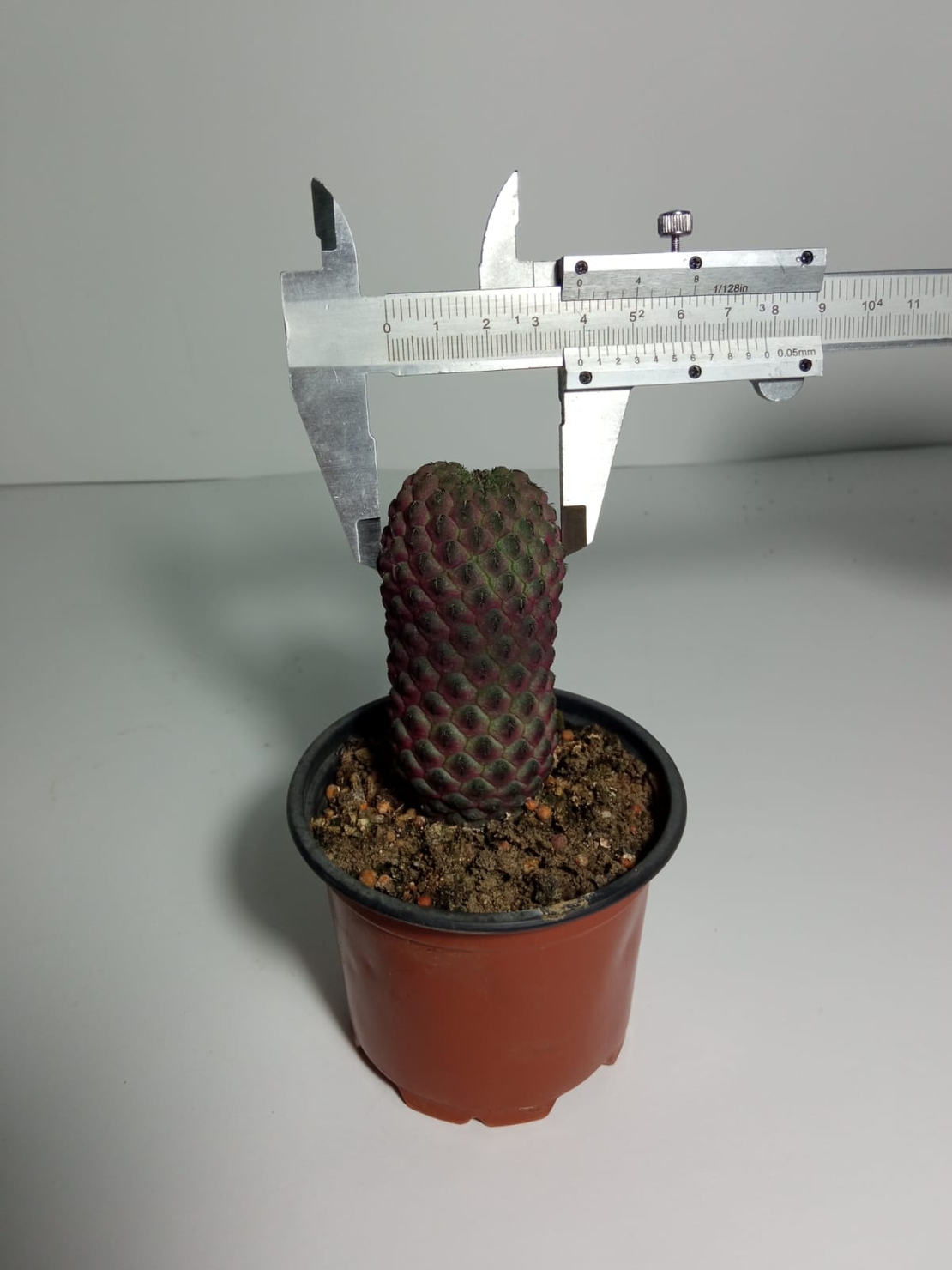 סולקורבוטיה ראוכי Sulcorebutia rauschii