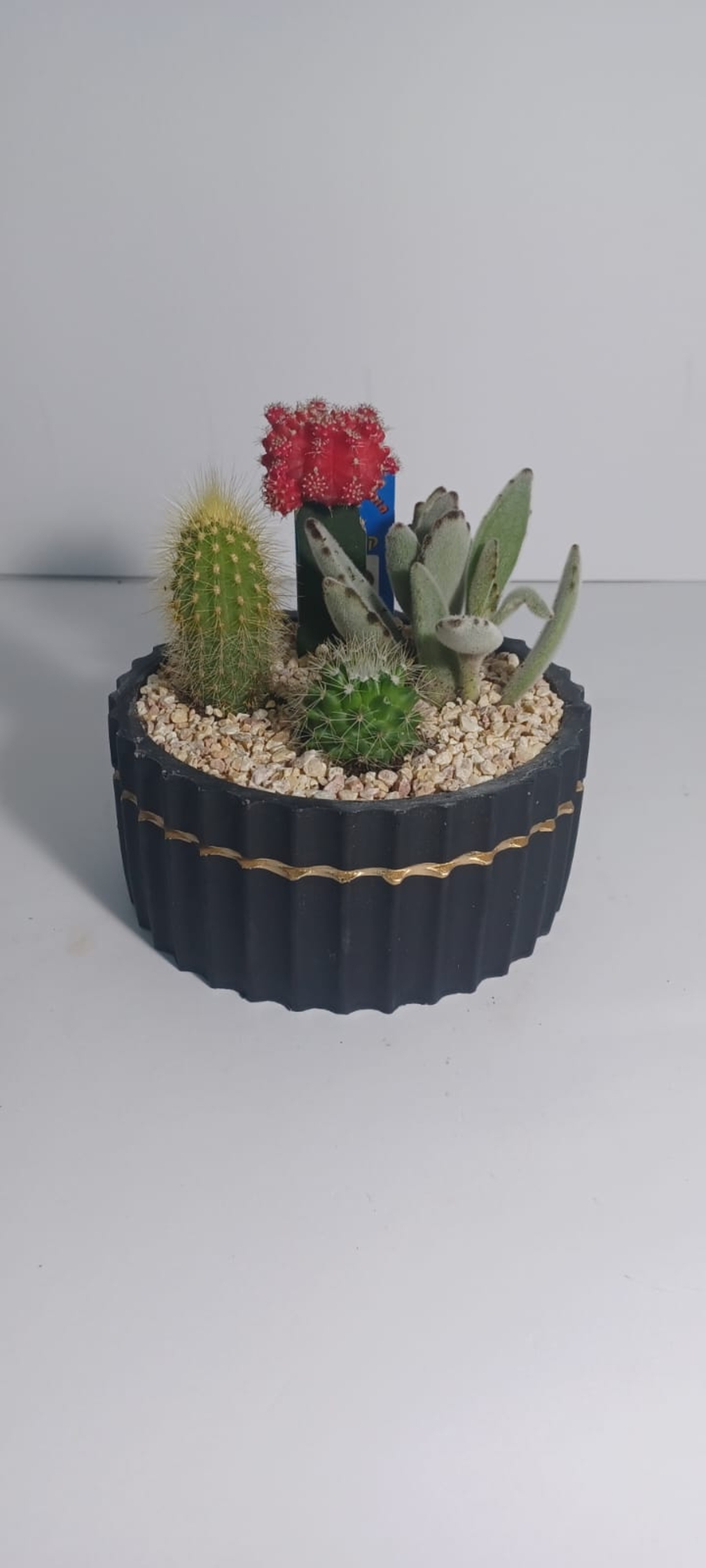 קוקטייל ארבעה צמחים שחור פס זהב