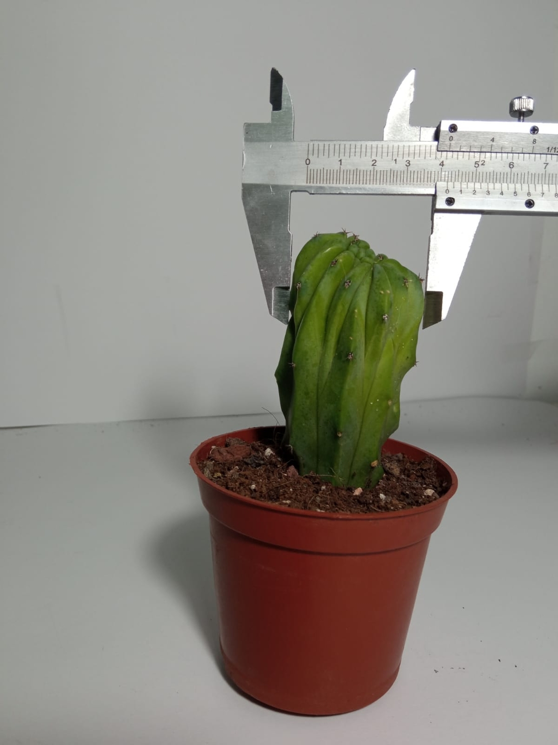 מרטילו קקטוס קריסטטה Myrtillocactus Cristata