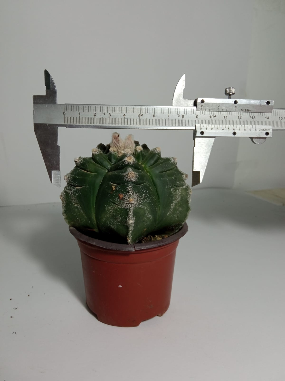 Astrophytum myriostigma cv. kikko
