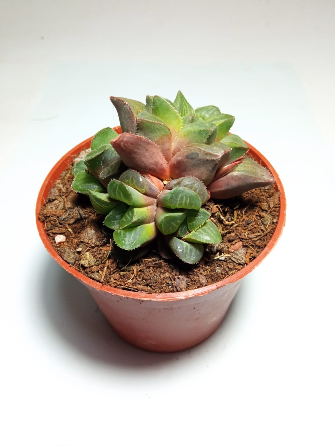 הוורטיה Haworthia retusa