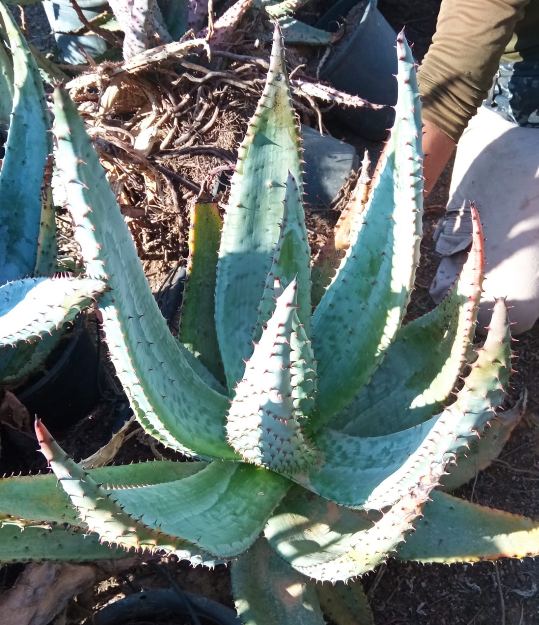 אלוי מרלוטי Aloe marlothii