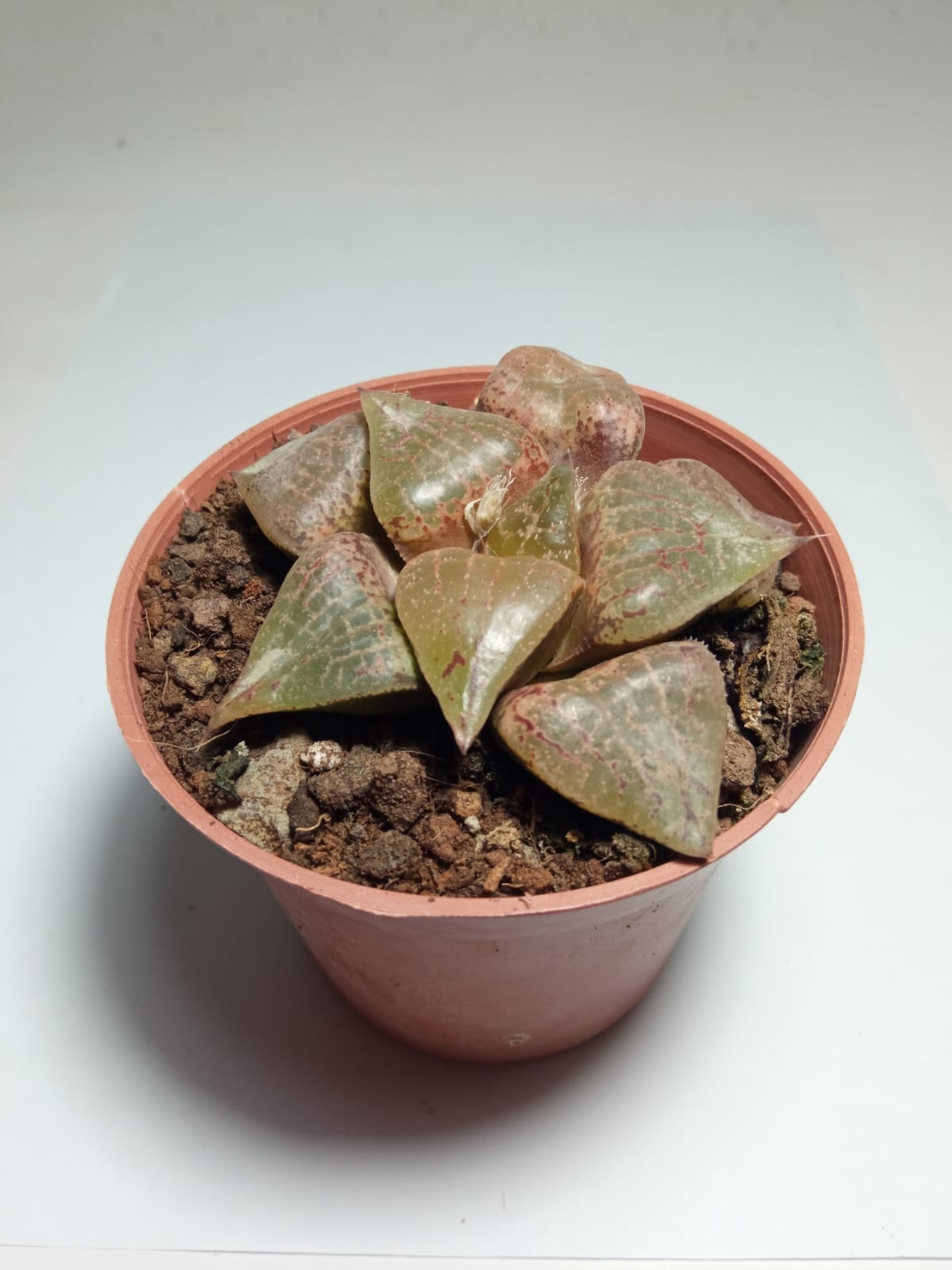 הוורטיה Haworthia comptiana