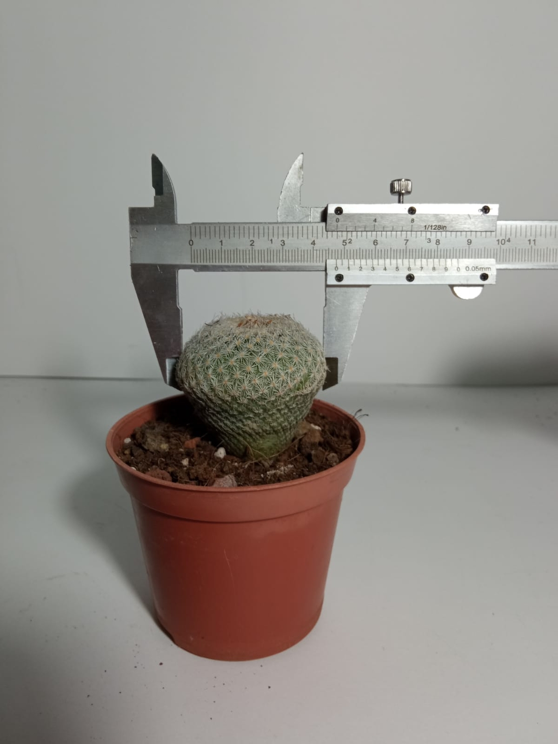 אפיטלנטה מיקרומריס Epitelanta micromeris