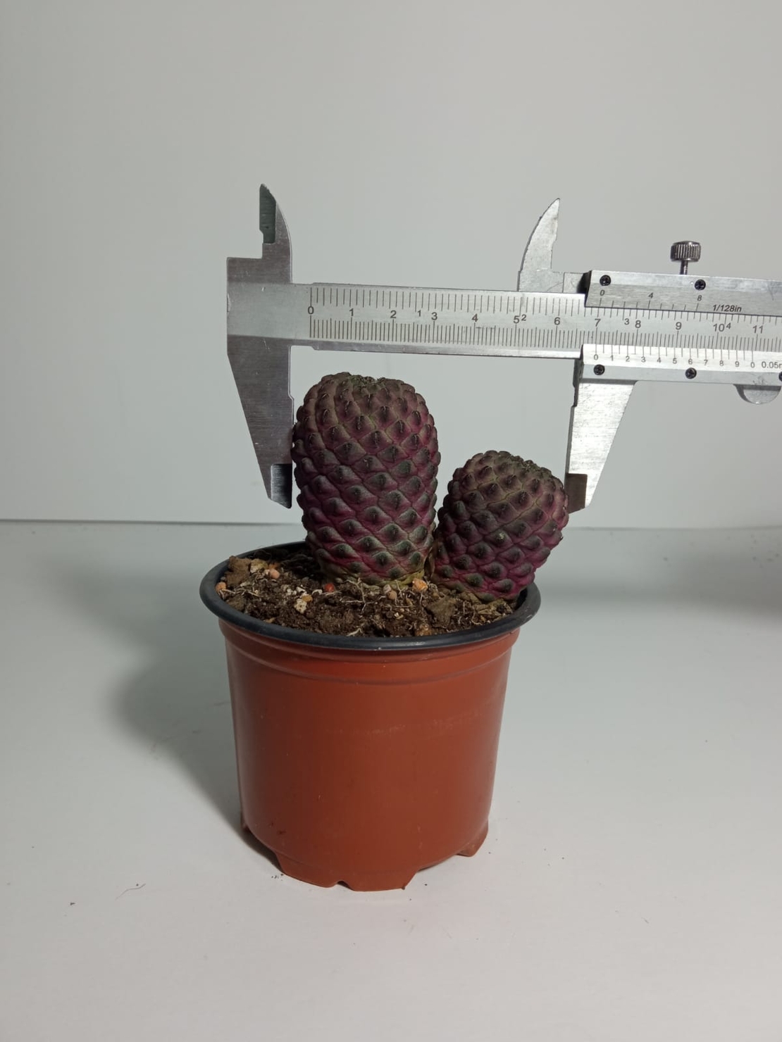 סולקורבוטיה ראוכי Sulcorebutia rauschii