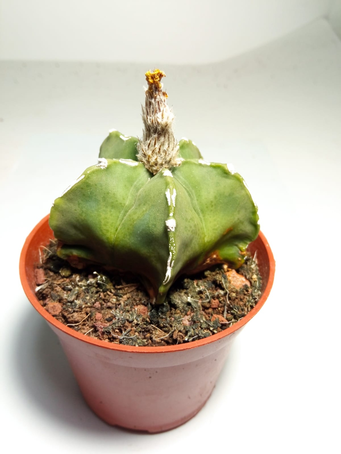 אסטרופיטום  Astrophytum myriostigma var. nudum hybridפס לבן