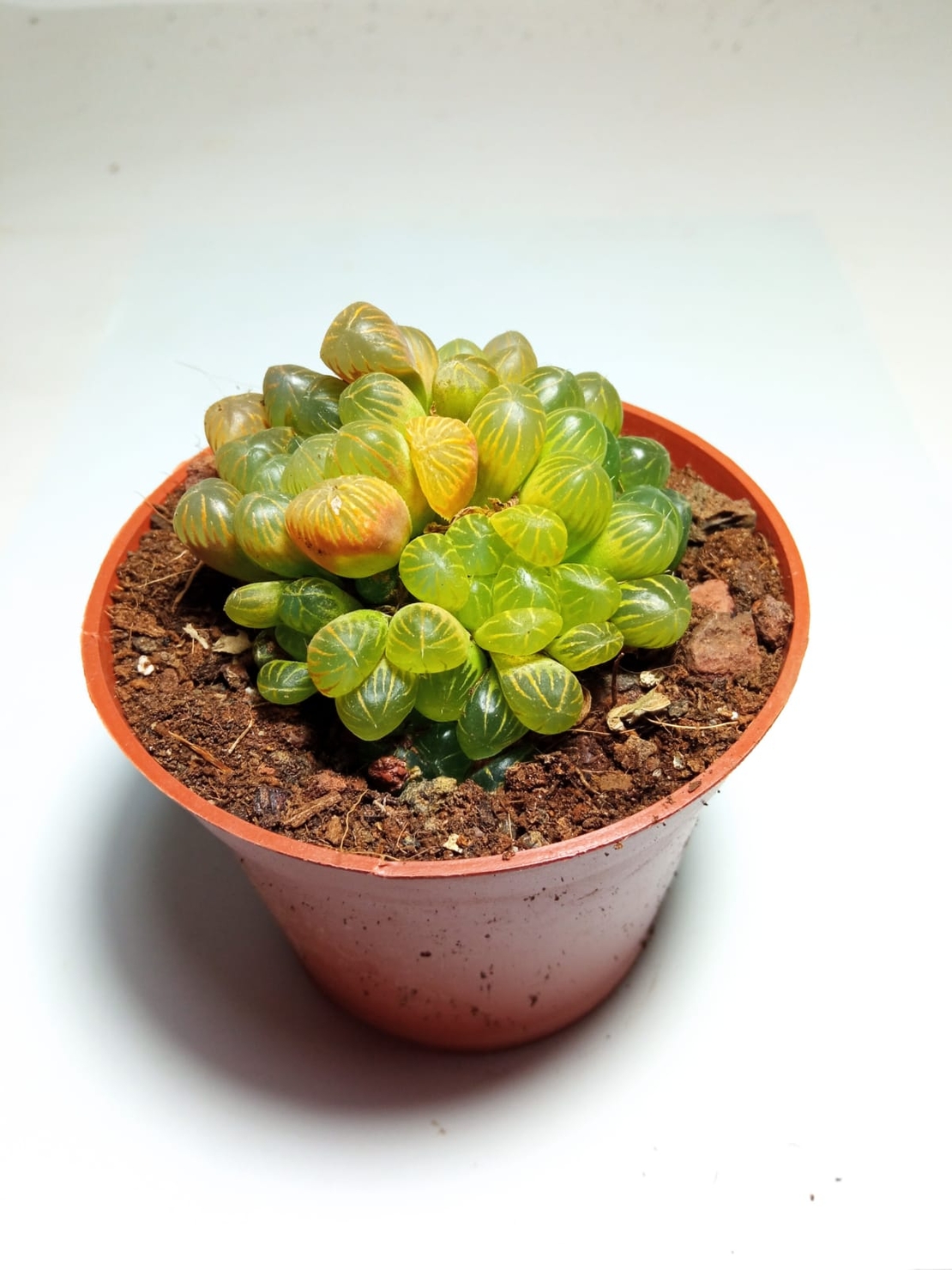 הוורטיה Haworthia cooperi