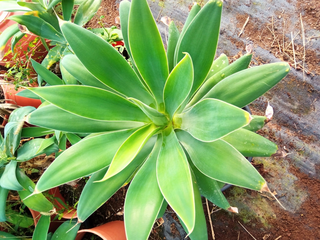 אגבה רכה  Agave attenuata