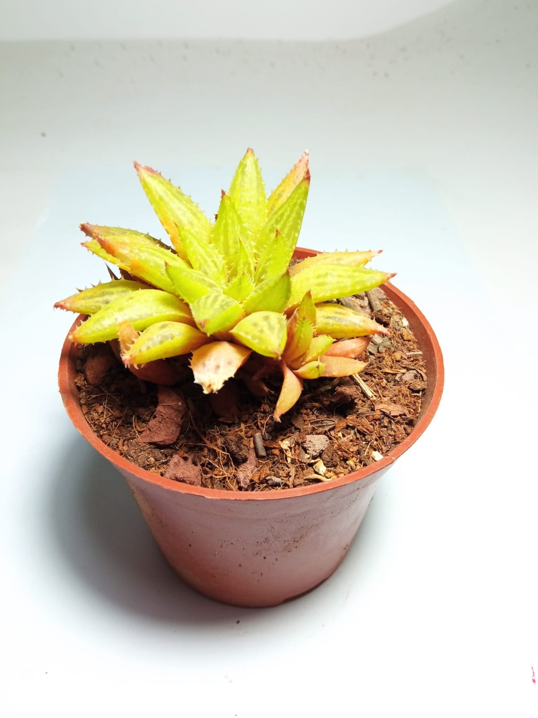 הוורטיה  Haworthia Mirabilis Bouchon variagata
