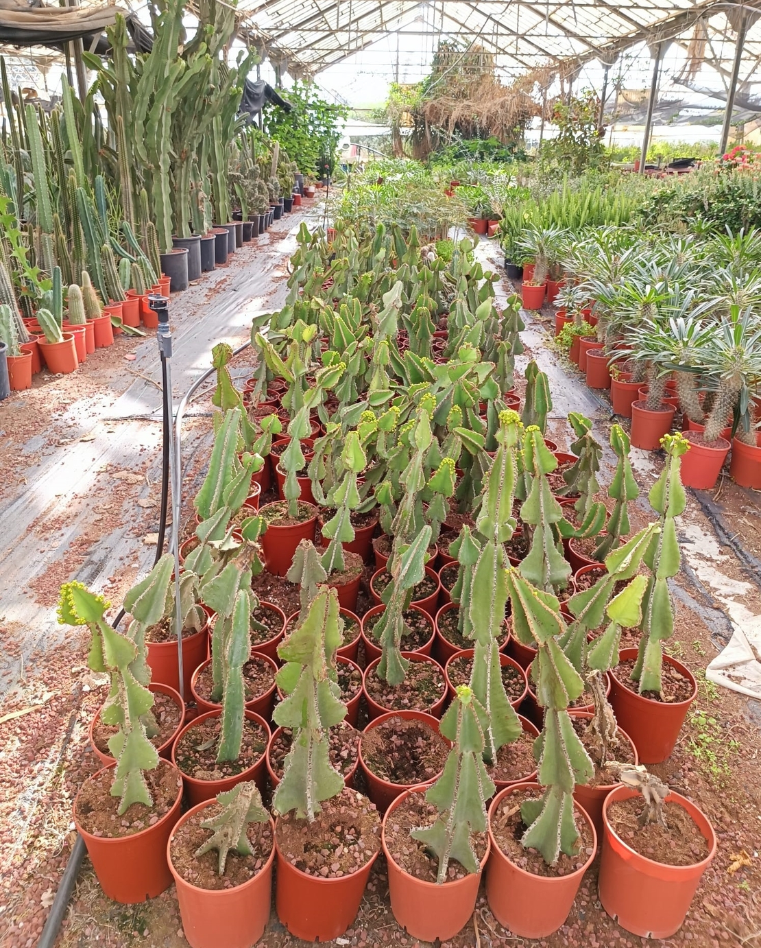 אופורביה קופרי בעציץ 18 עד גובה 60 ס