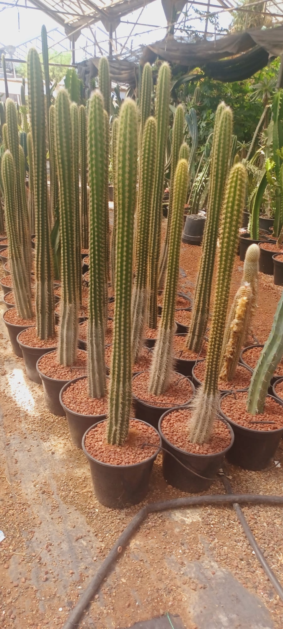 קקטוס עמודי בדלי (גובה עד 1 מטר)