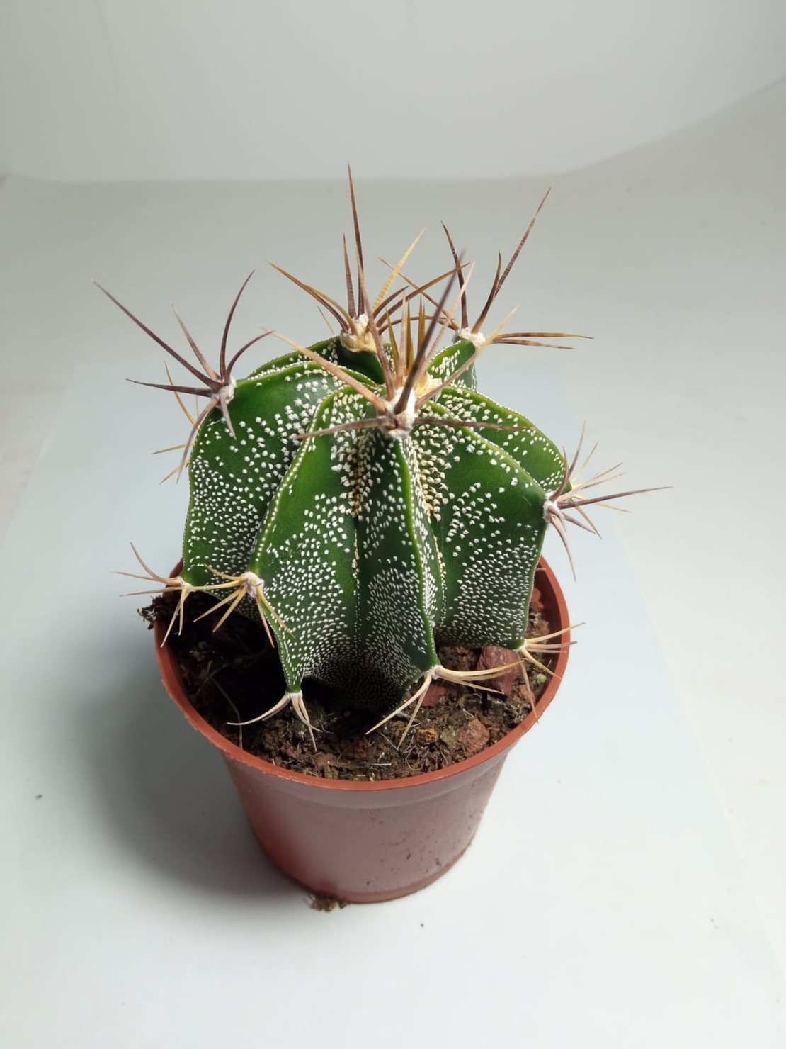 קקטוס Astrophytum ornatum