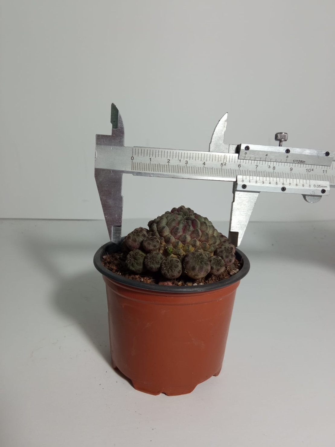 Sulcorebutia rauschii f. violacidermis with pups