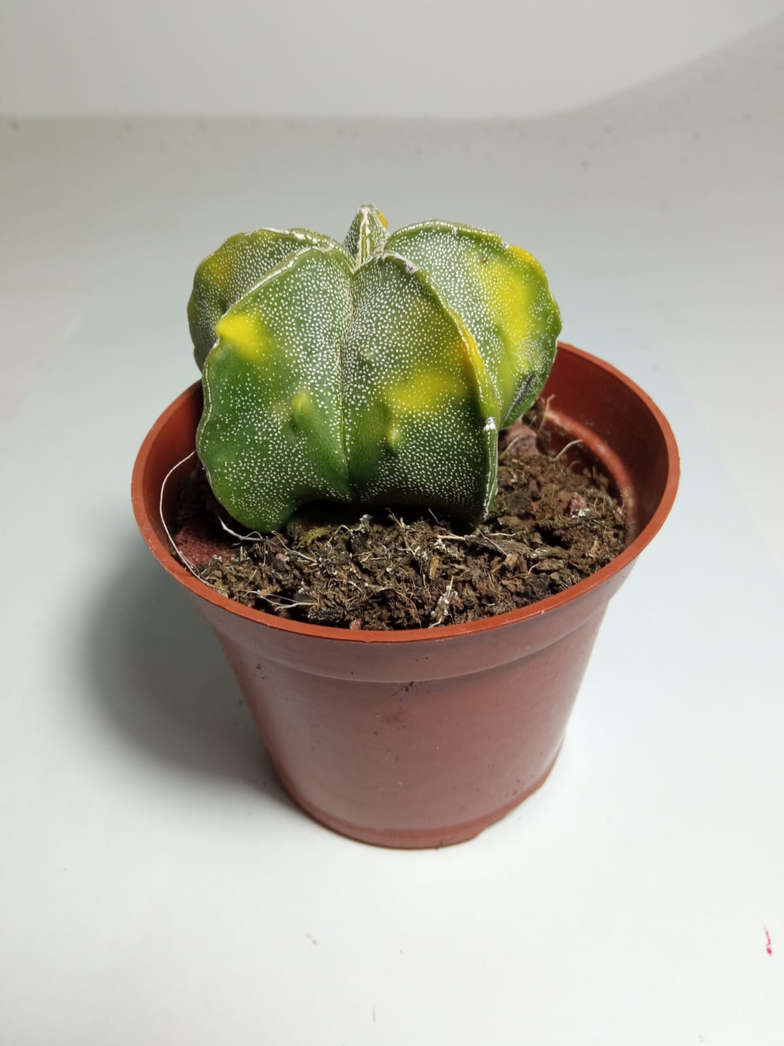 אסטרופיטום Astrophytum myriostigma nudum var