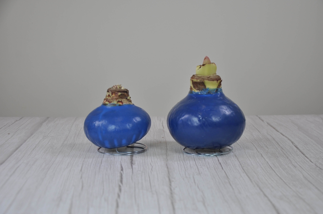 סאנבלום - ג'מבו