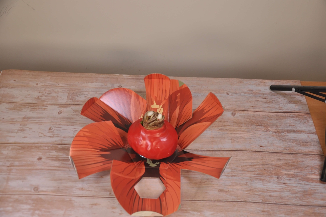 סאנבלום - ג'מבו