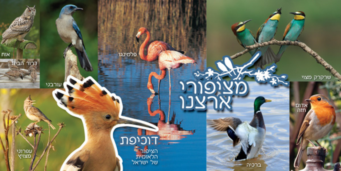 ציפורי ארצנו 18-706