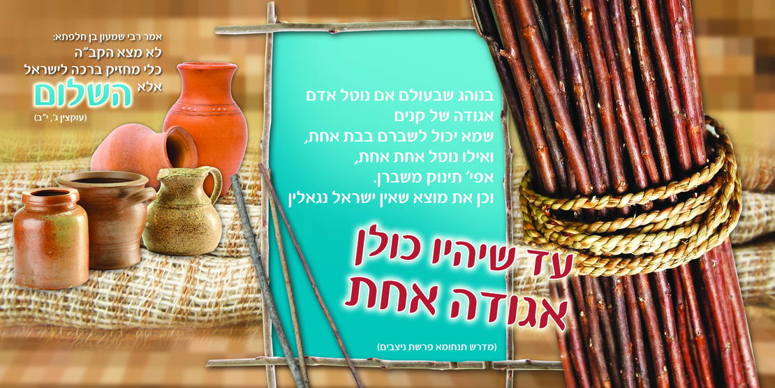 אגודה של קנים 13-34