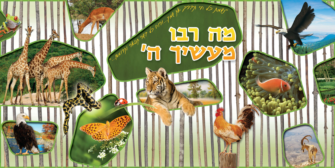 מה רבו 13-60