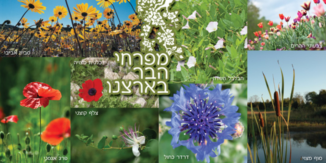 פרחי בר 18-707