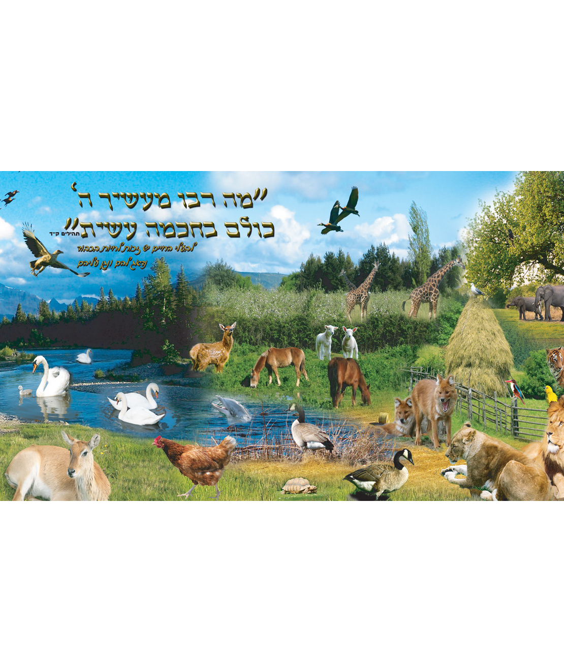 מה רבו 7-5