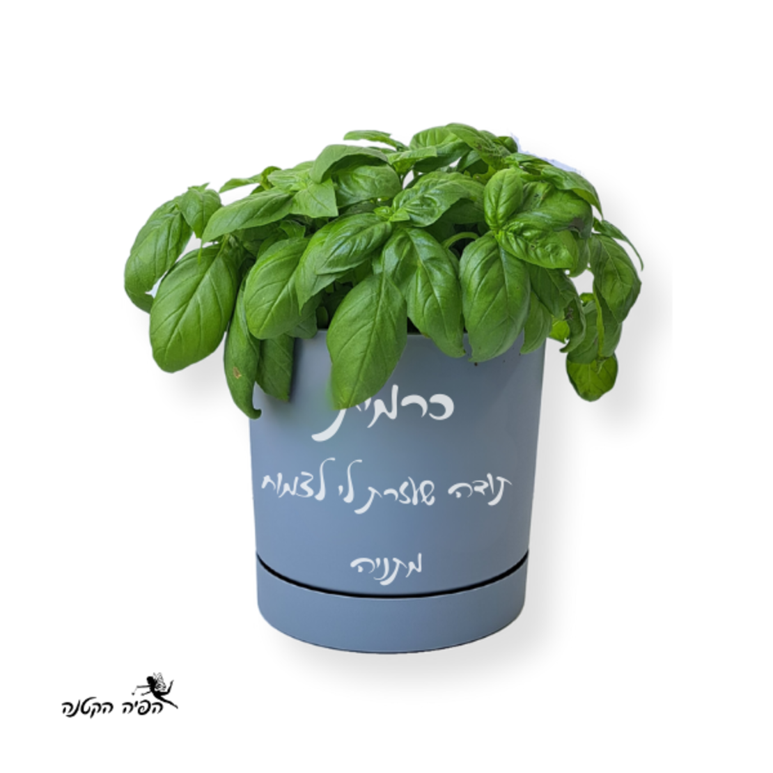 עציץ תבלין במיתוג אישי