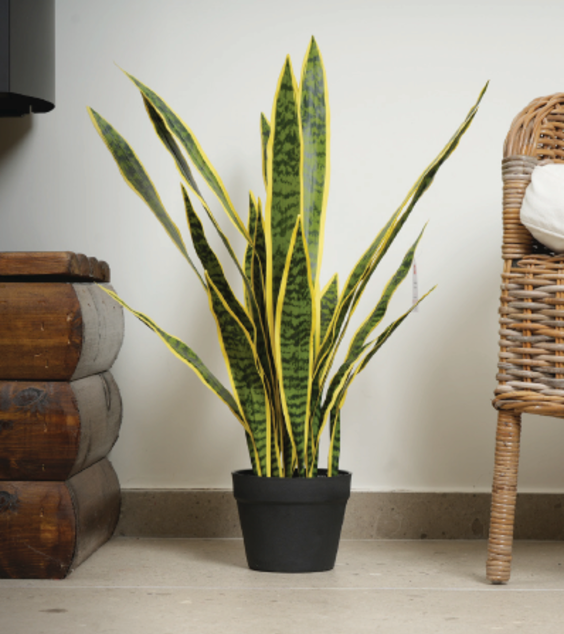 עץ SANSEVIERIA PLANT 80 CM