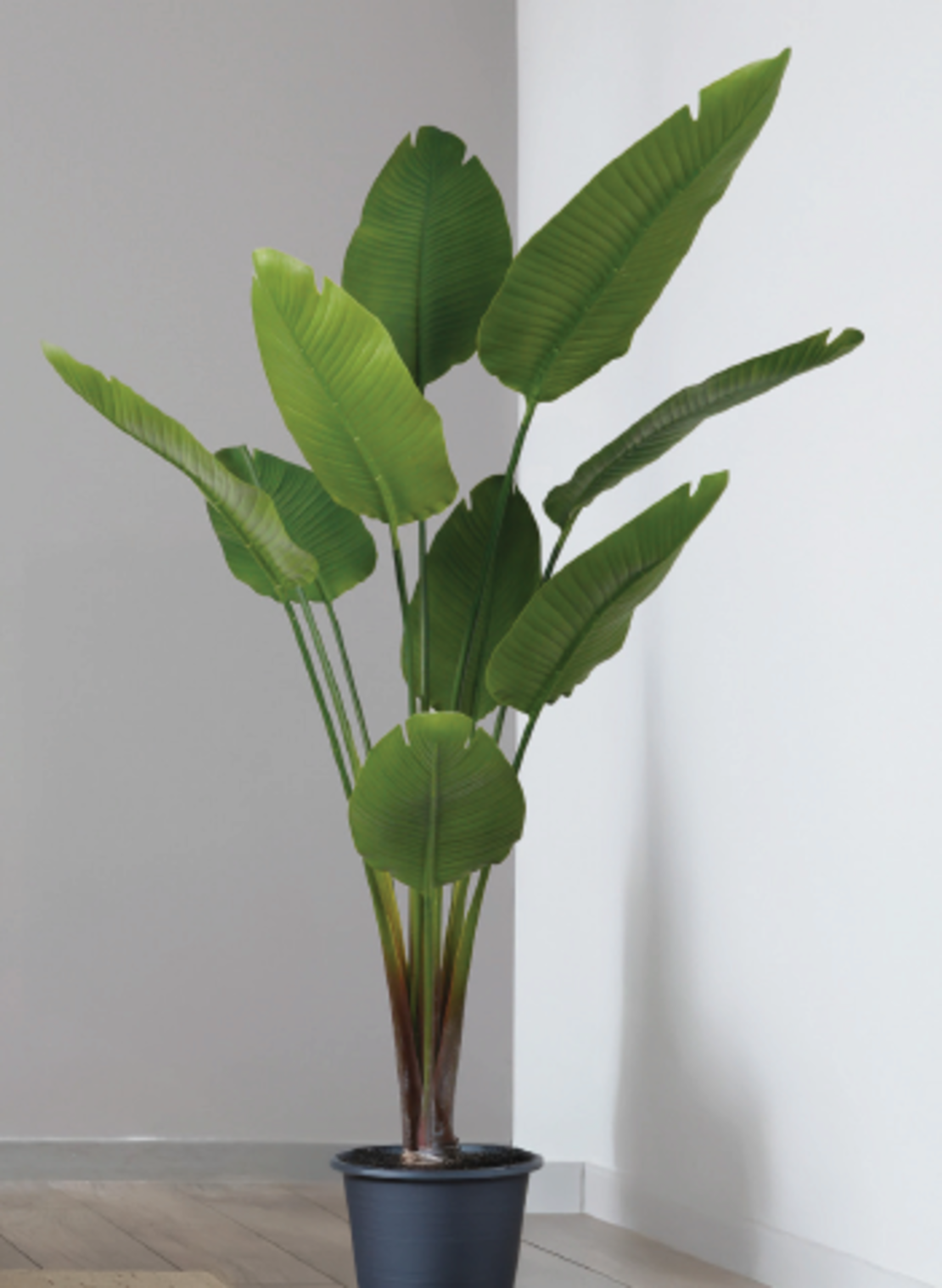 עץ STERLITZIA 95/95/185 CM