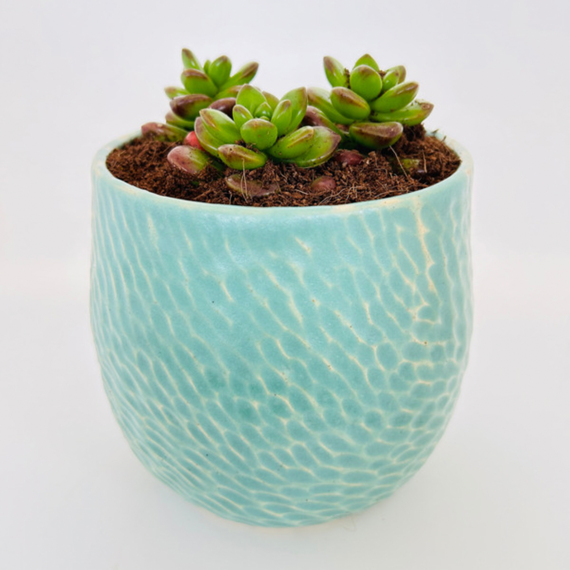 Shoshana | planter