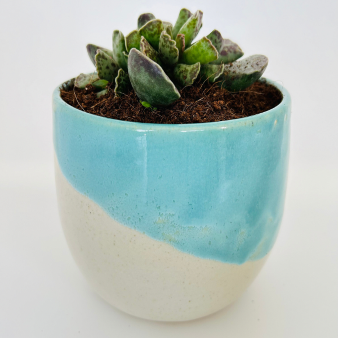 Dubi’s Planter