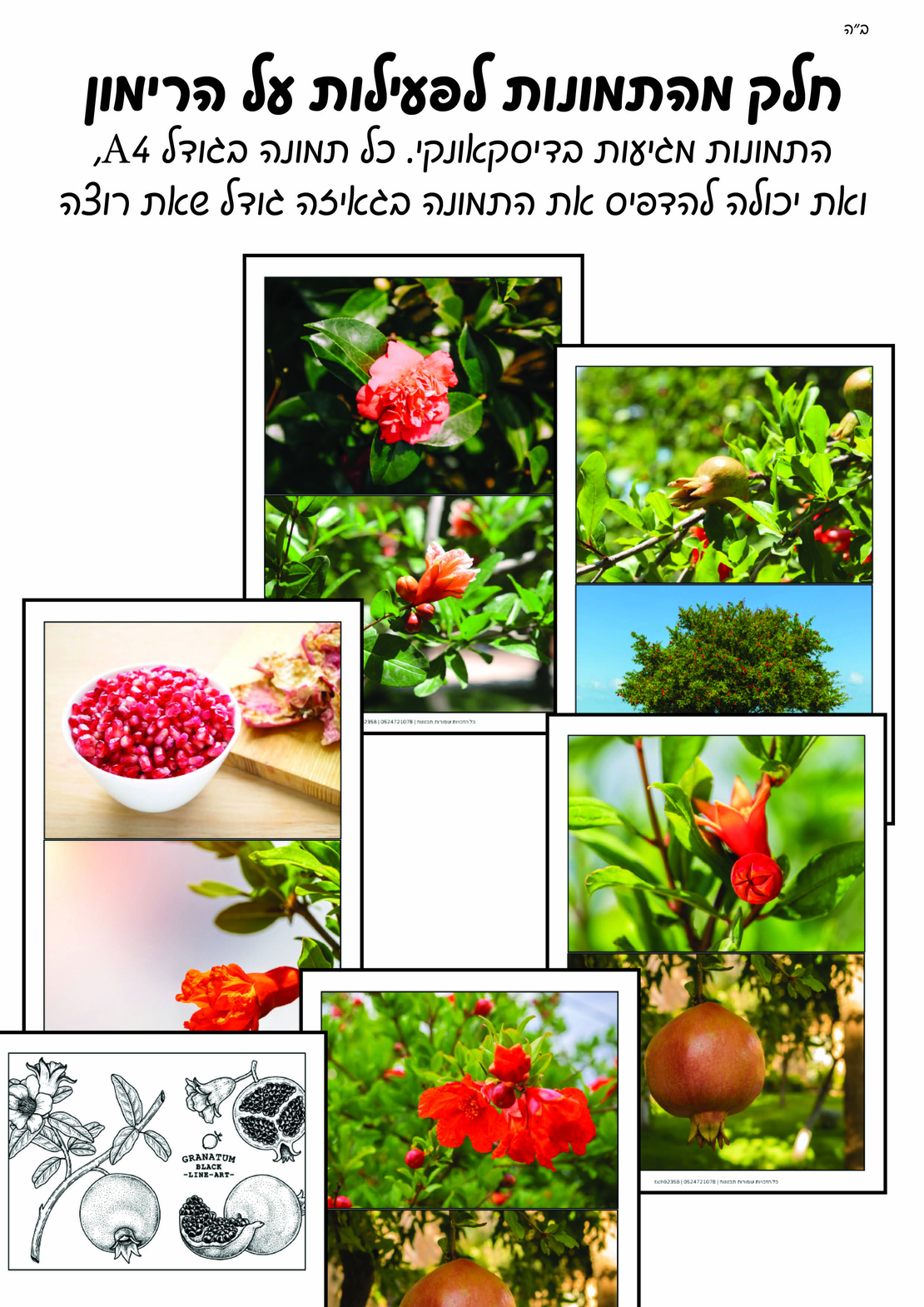 מאגר תמונות לחוברת טבע חלק א'