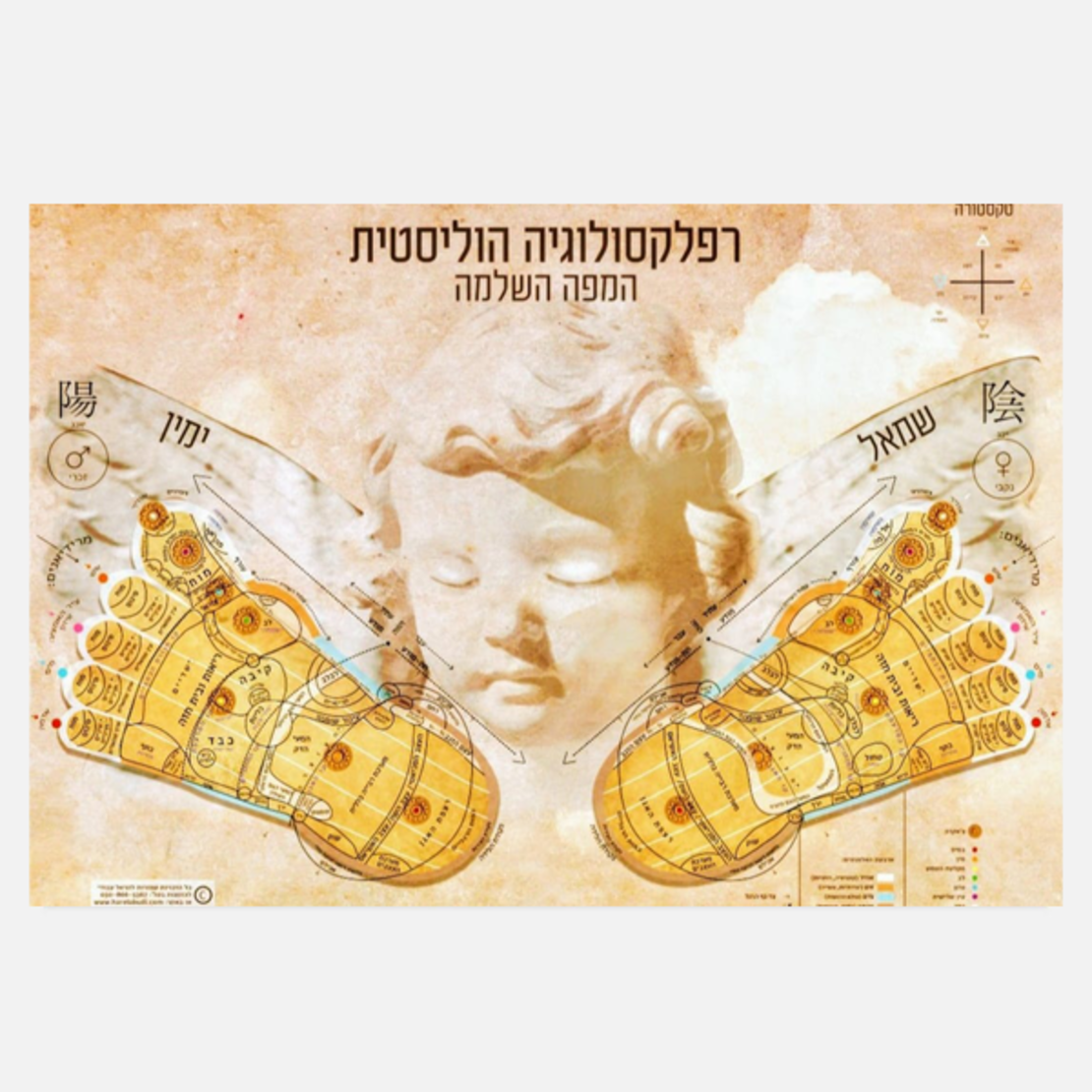 הרצאה : רפלקסולוגיה הוליסטית מפת האוצר של כפות הרגליים