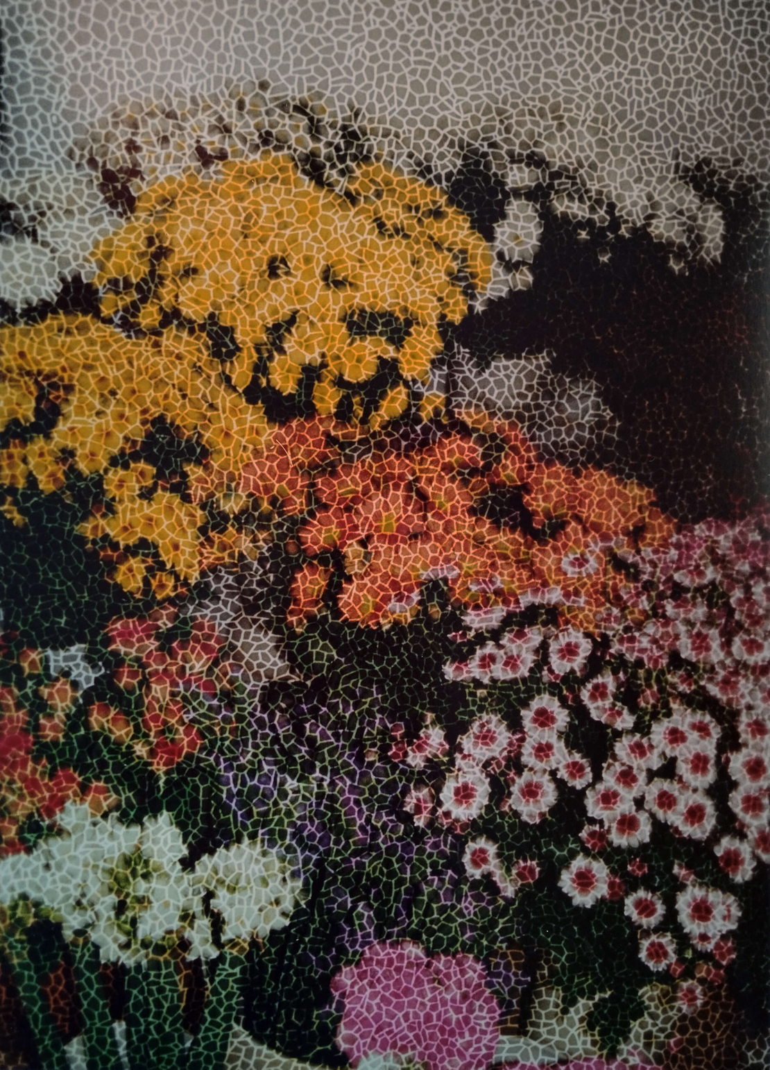 צילום - FLOWERS