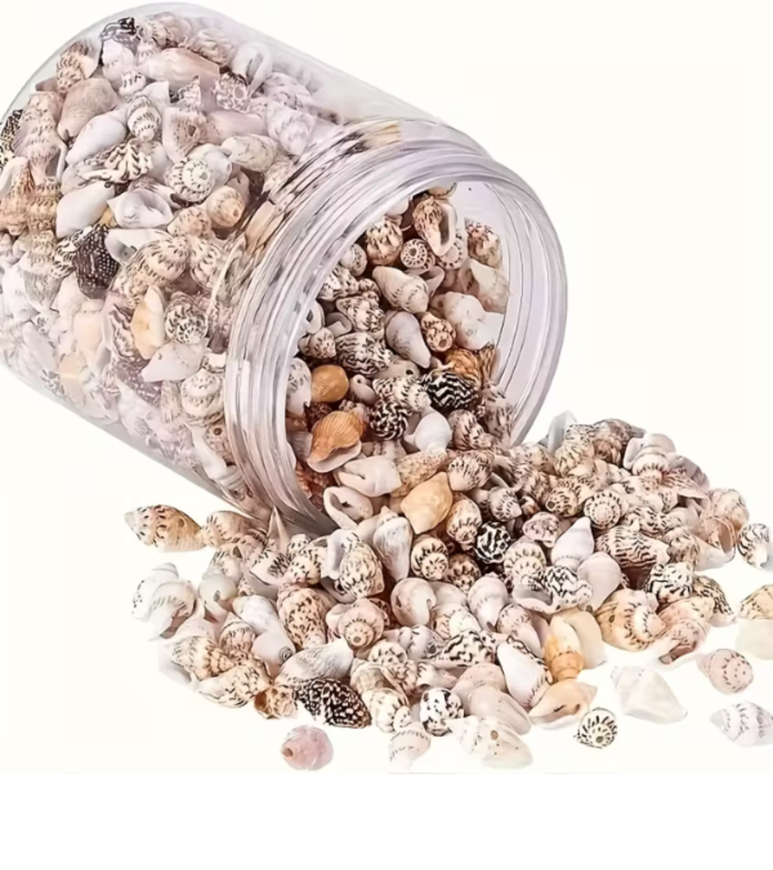צדפות ים טבעיות לקישוט (כ-400 יחידות בצנצנת זכוכית)