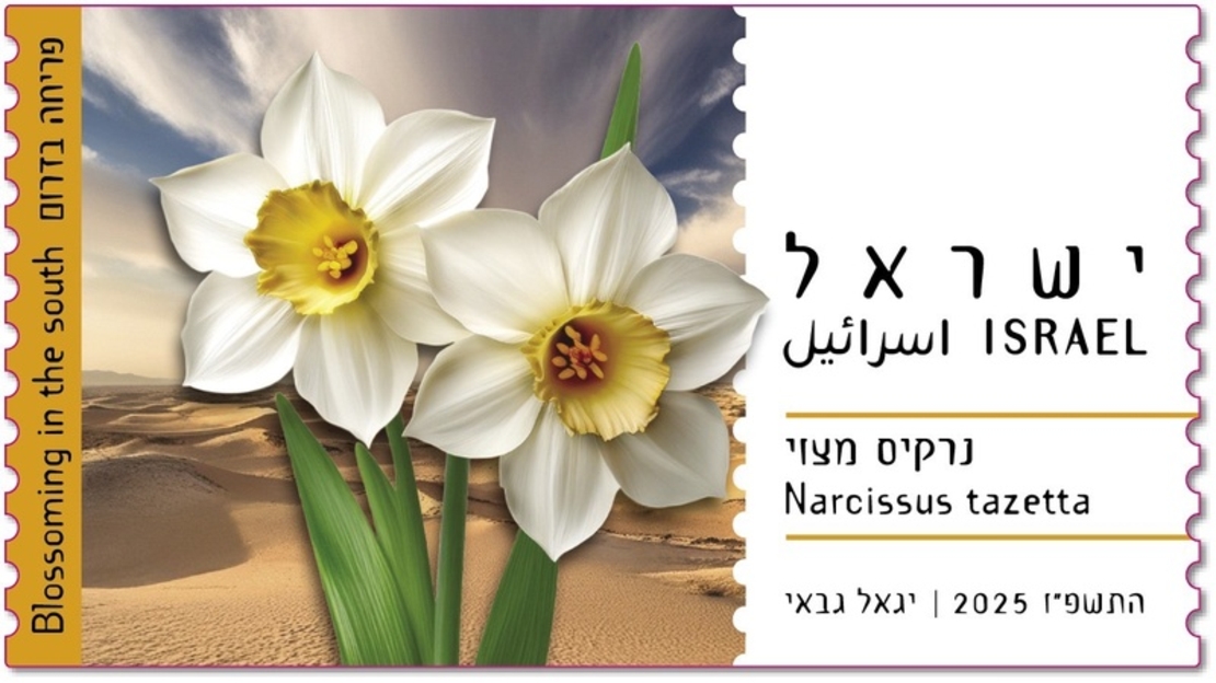 סט תויות - פריחה בדרום, נרקיס מצוי