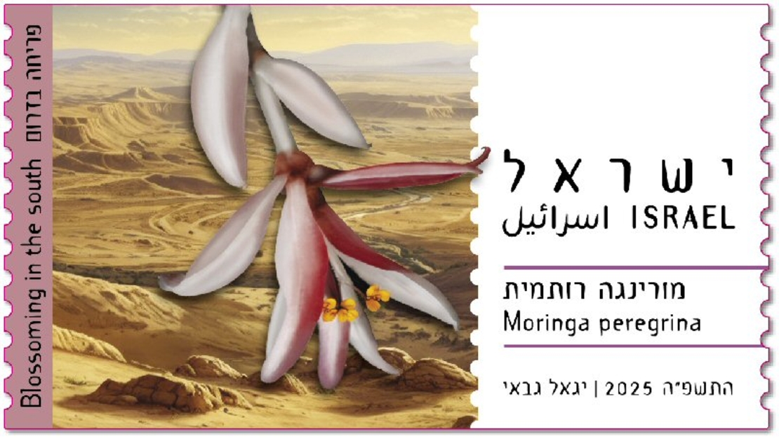 סט תויות - פריחה בדרום, מורינגה רותימת