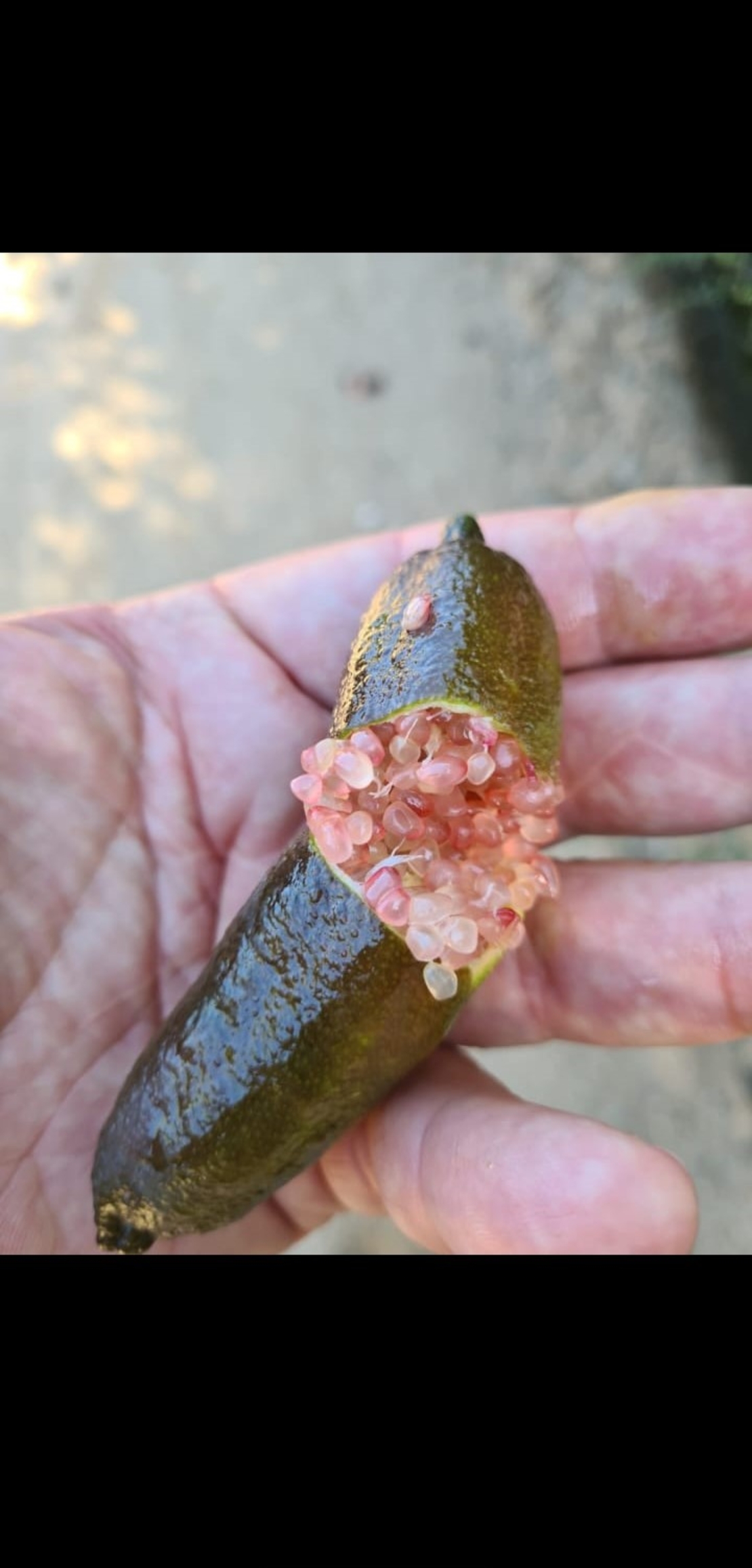 קוואיר ליים