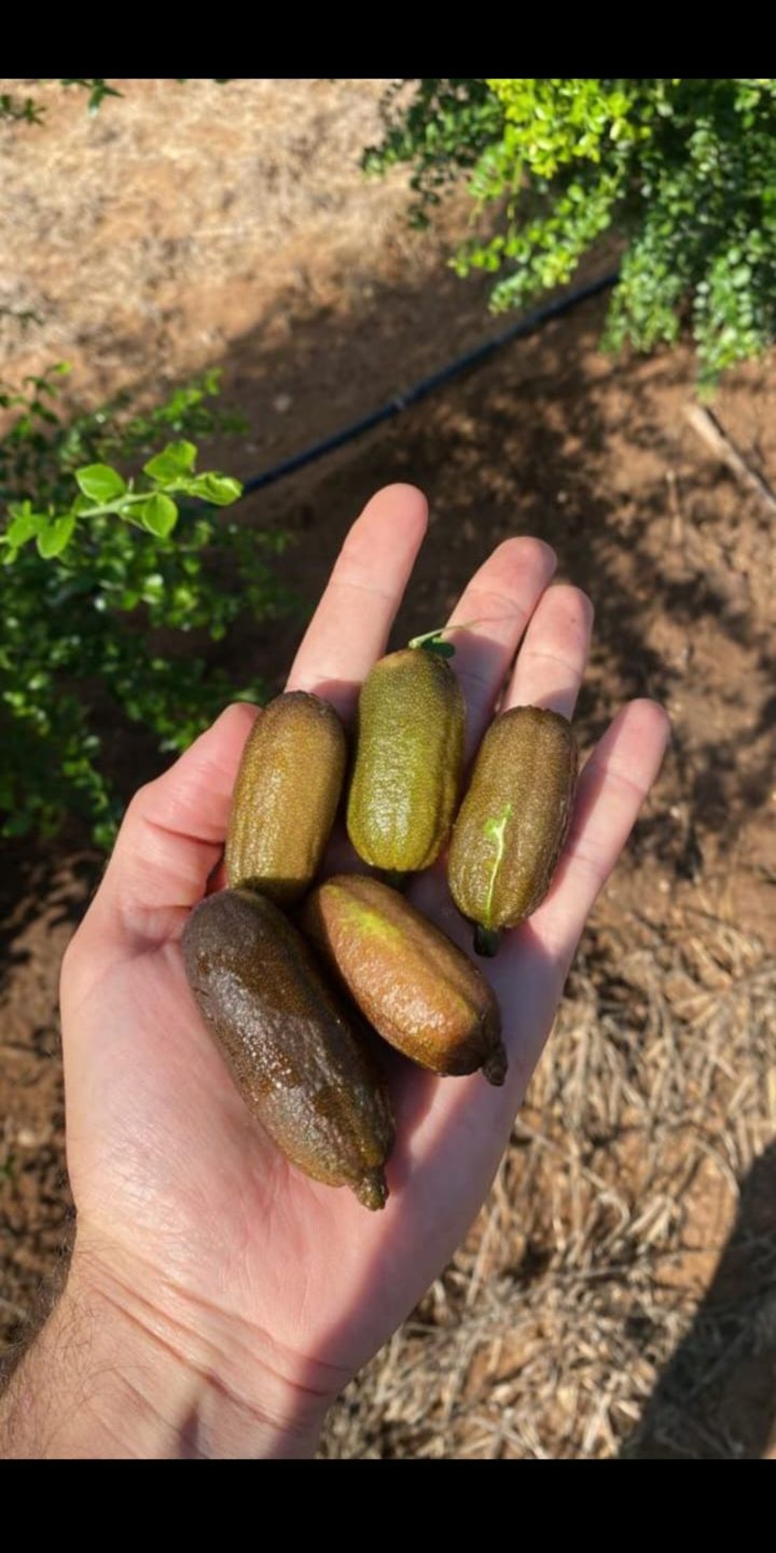 קוואיר ליים