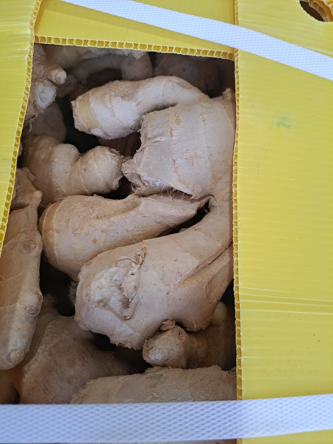 ג'ינג'ר תאילנדי