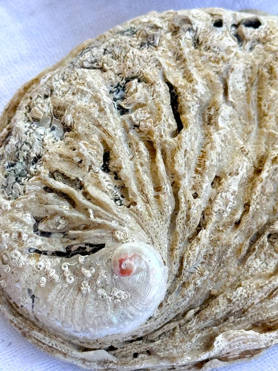 צדף אבאלון