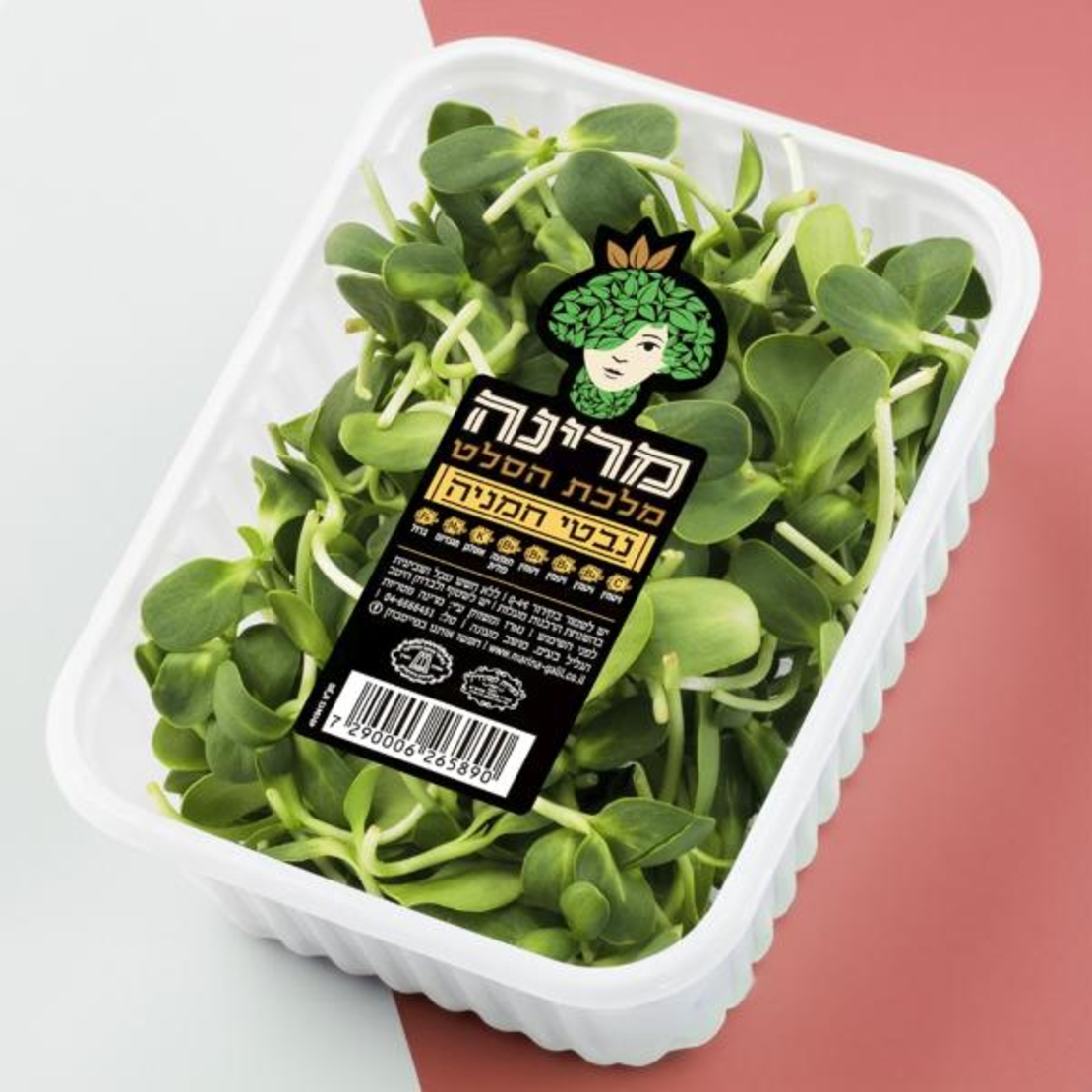 נבטי חמניה - מארז מרינה