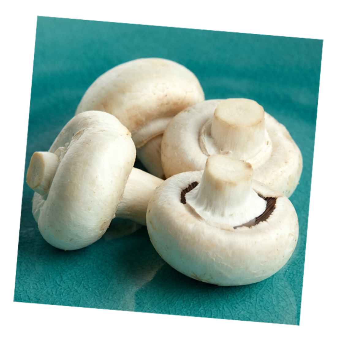 פטריות שמפיניון תפזורת~