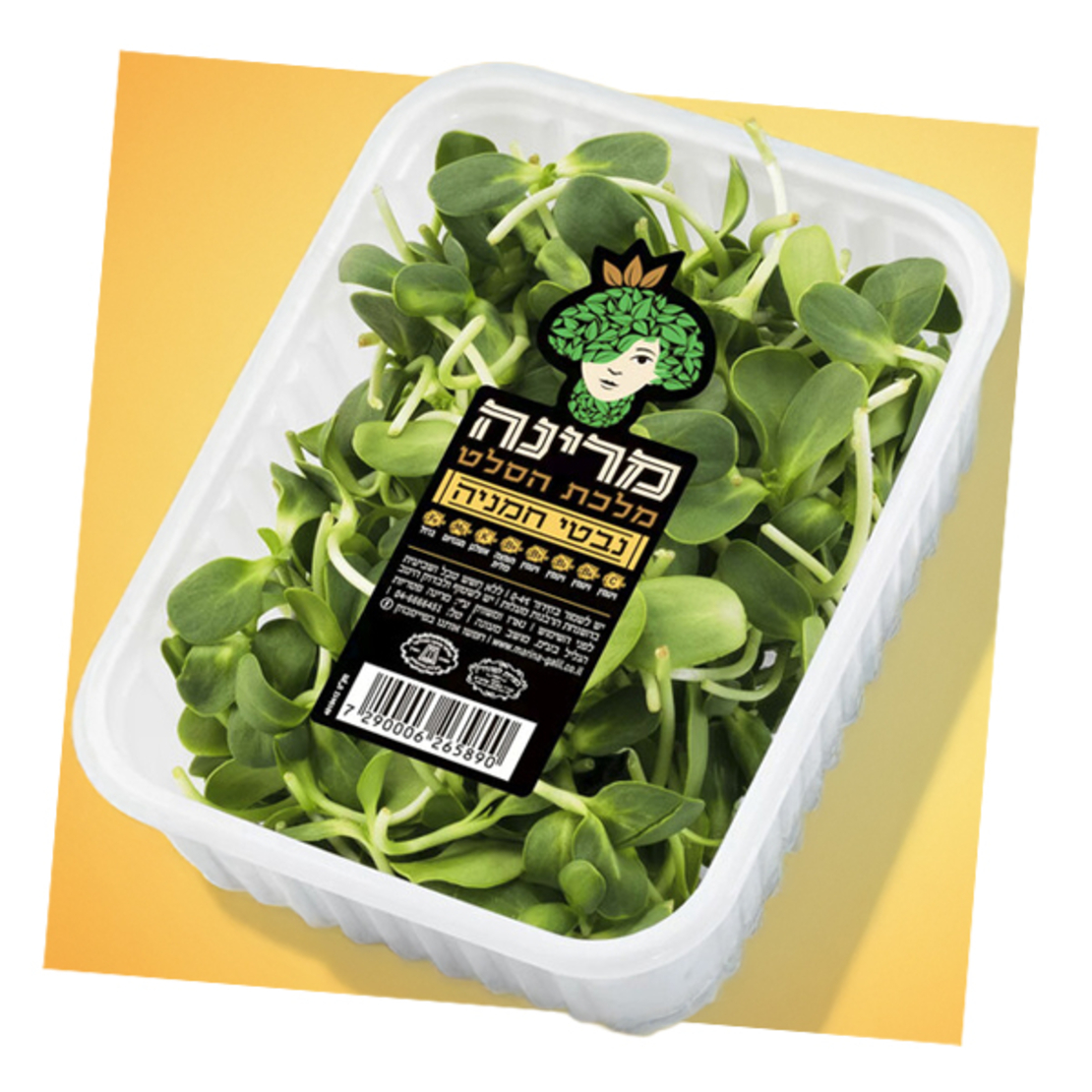 נבטי חמניה - מארז מרינה