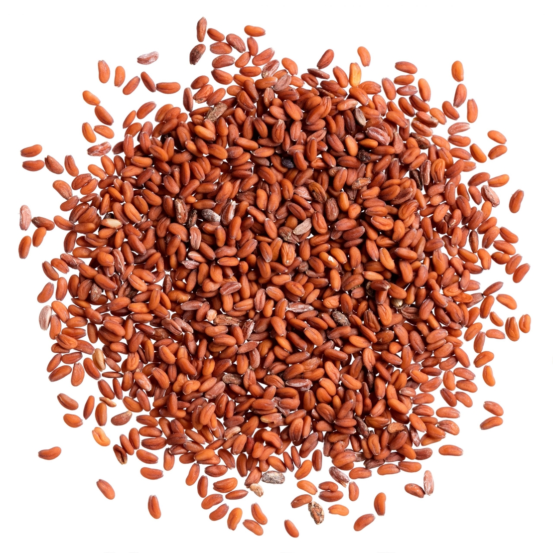 حب الرشاد