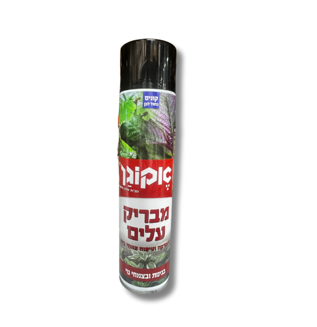 אקןגן | מבריק עלים | 600 סמ