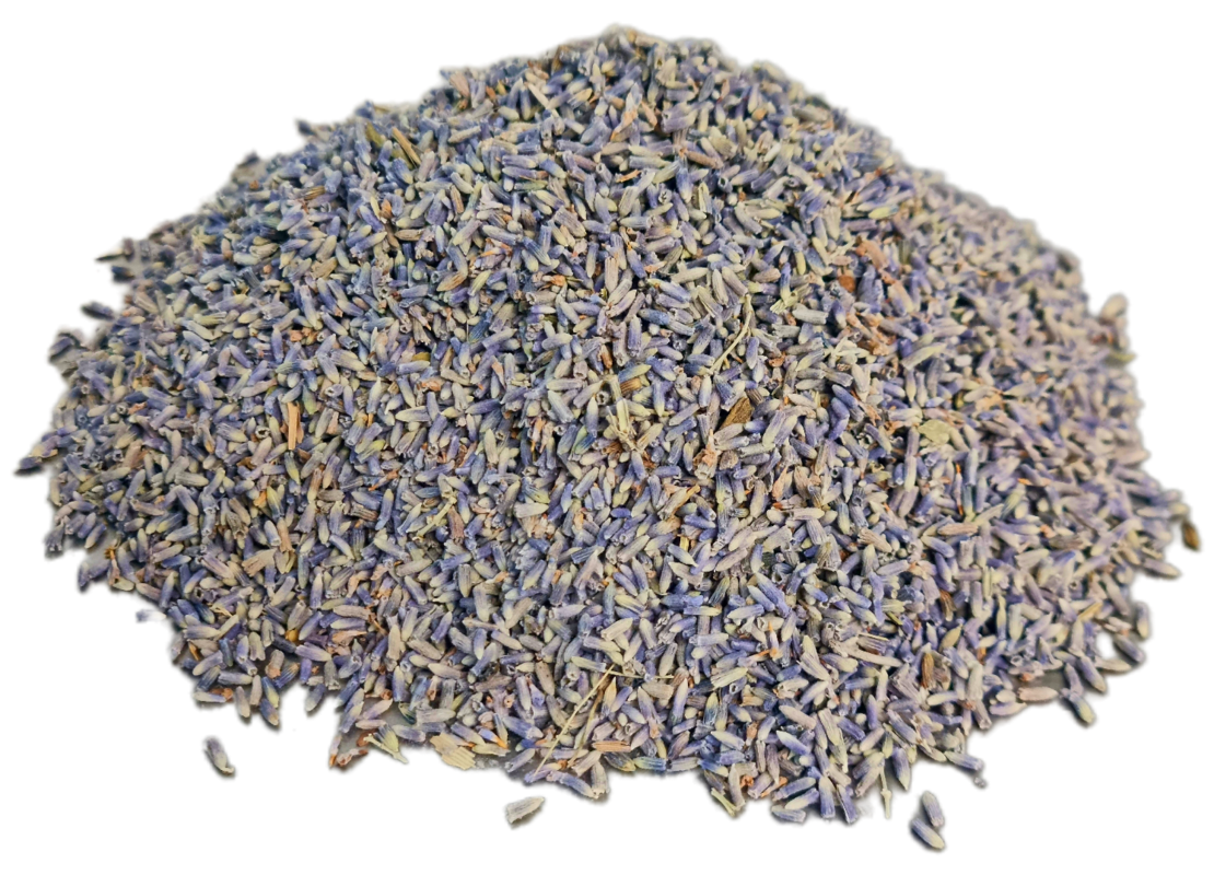 לבנדר אזוביון פרחים