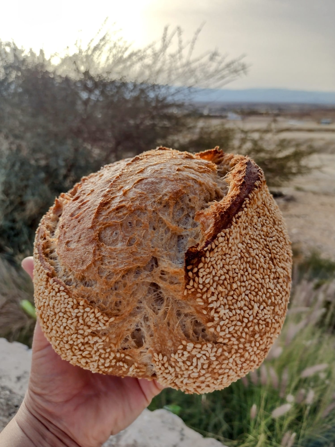 לחם מחמצת כפרי בציפוי שומשום