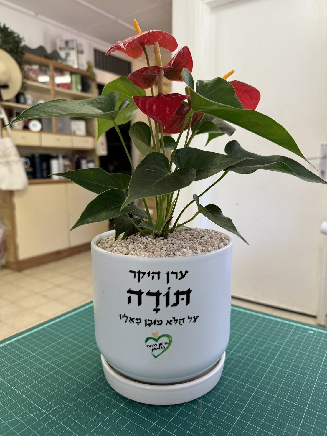 עציץ בהקדשה אישית