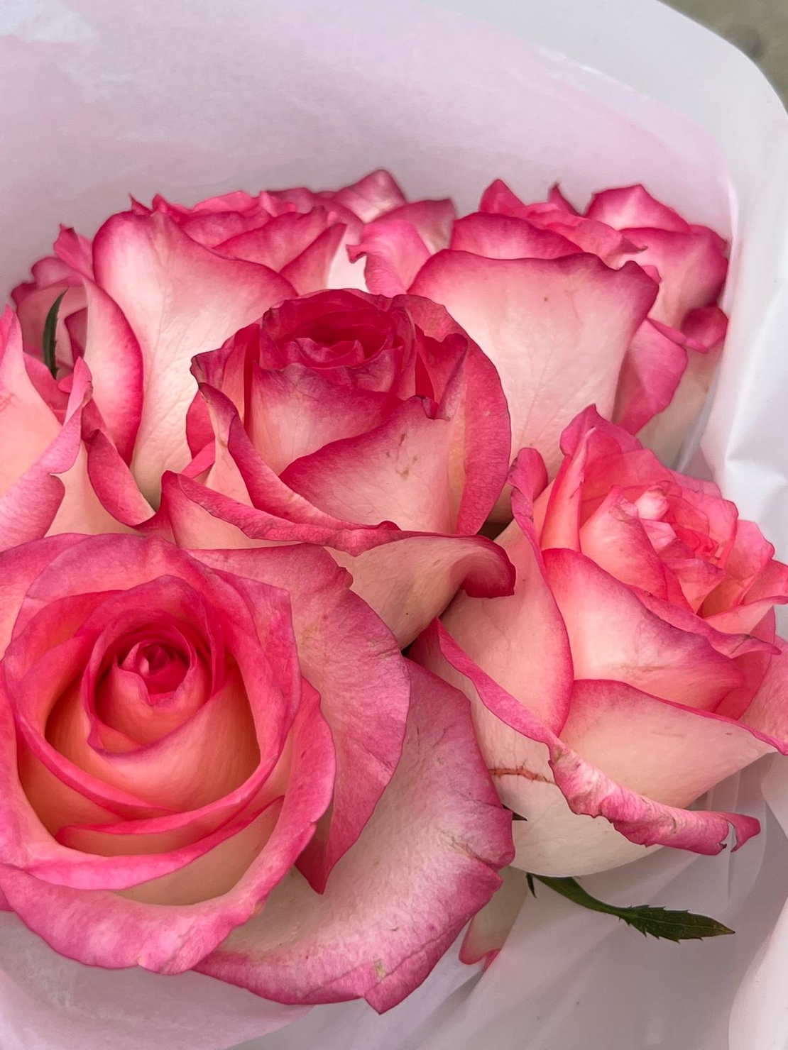 זר 10 ורדים 50cm *צבע משתנה לפי המלאי*